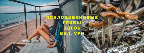 прущие грибы Кукмор