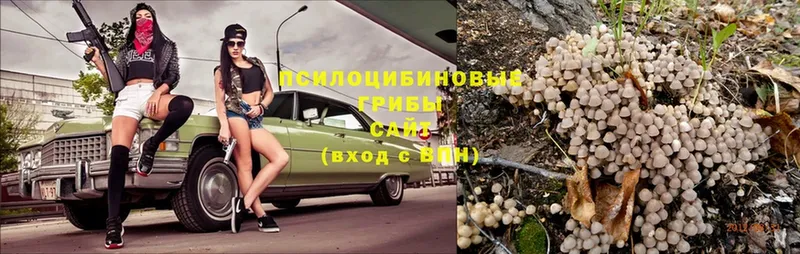 Псилоцибиновые грибы Magic Shrooms  ссылка на мегу как войти  Курган  закладки 