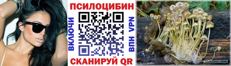 сколько стоит  Курган  Галлюциногенные грибы GOLDEN TEACHER 
