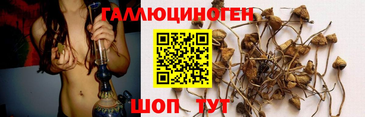 Псилоцибиновые грибы Cubensis Курган